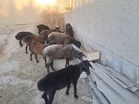 مینڈھا, بھیڑیں — تصویر 2