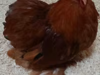 Pechino Nana — foto 1