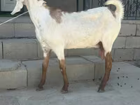 Koza, Beetal goats — fotografija 1