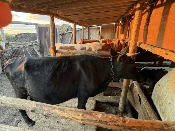 Կով, Latvian Blue cattle