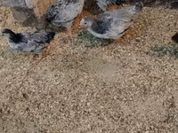 Chickens — foto 2