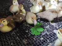 Ducks — عکس 6