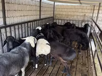 Kambing jantan, Rhon sheep — foto 1