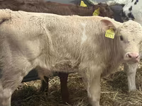 أبقار (دفعة، الجنس غير محدد), Simmental cattle — الصورة 2