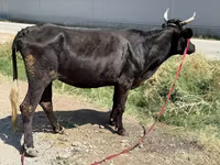گاو ماده, گاو — عکس 1