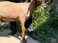 Beran, Rhon sheep — foto 1