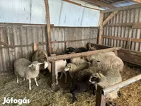 公羊, Merino sheep — 照片 2