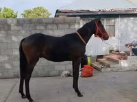 اسب نر, Thoroughbred horse — عکس 3