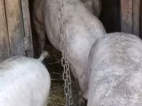 Babi (batch, jenis kelamin tidak disebutkan), Pigs — foto 2