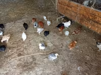 Pekin Bantam — foto 3