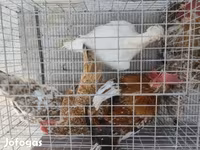 بنتام ژاپنی — عکس 2