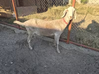 Keçi, Nubian Goat — foto 4