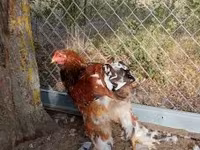 Brahma — foto 2