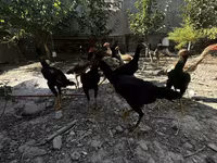 Chickens — foto 1