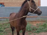 Cal, Kazakh horse — foto 3