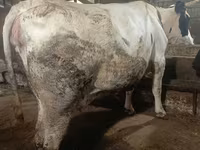 گاو ماده, Simmental cattle — عکس 3