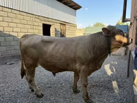 Býk, Charolais cattle — foto 1