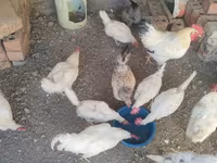 Chickens — Foto 4