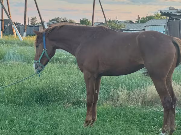 Kůň, Arabian horse