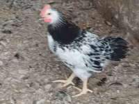 Adler Silver — foto 3