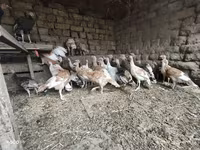 Turkeys — foto 2