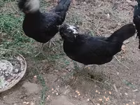 Chickens — عکس 2