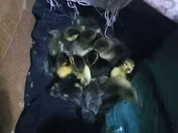 Ducks — عکس 1