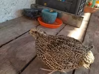 Quails — foto 3