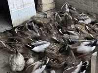 Ducks — zdjęcie 8
