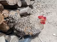 Chickens — 7-rasm