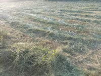 Сено разнотравье тюки — foto 3