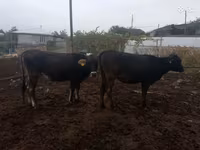 ላም, Cattle — ፎቶ 1