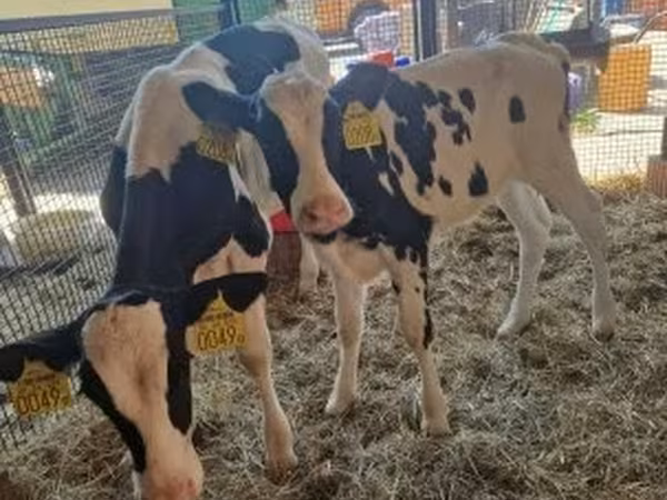 Vacă, Rasa Holstein