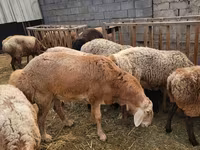 Κριός, Arashan sheep — φωτογραφία 2