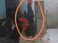 Chickens — foto 1