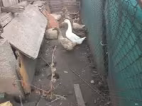 Geese — снимка 2