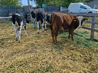 Kuh, Russian Black pied cattle — Foto 2