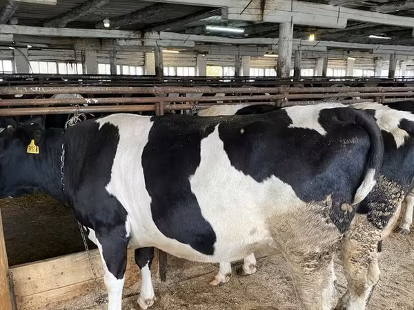 گاو ماده, گاو سفیدسر قزاقستانی