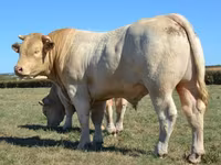 Tyre, Charolais cattle — foto 5
