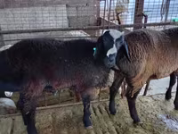Widder, Blackheaded Persian sheep — Foto 4
