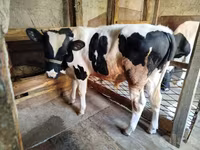 Tyre, Russian Black pied cattle — foto 6