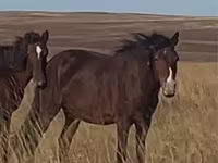 ม้าตัวเมีย, Kazakh horse — รูปภาพ 2