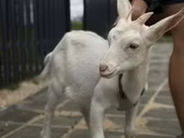 თხა, Saanen goat