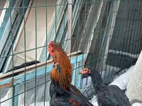 Chickens — foto 2
