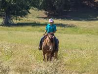 Hingst, Gypsy horse — foto 6