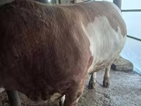 Býk, Simmental cattle — foto 5