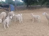 Biri-biri betina, Sheep — foto 2
