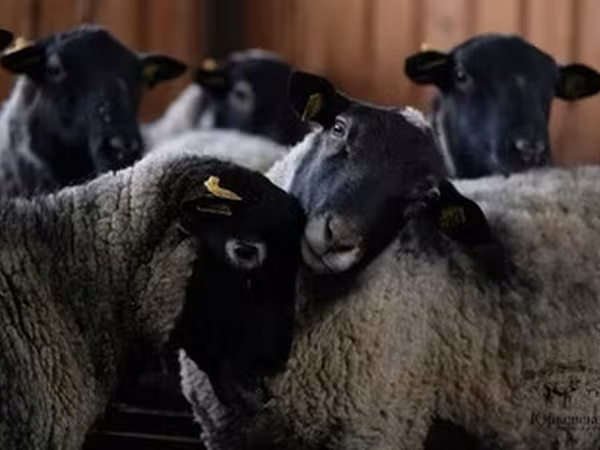 Romanov sheep