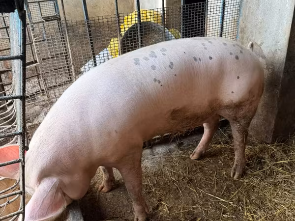 Sow, Pigs