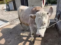 بقرة, Simmental cattle — الصورة 2